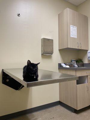 Nitro waiting for the vet in the examination room :)