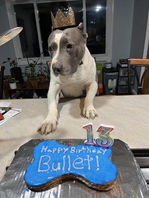 Bullet' 13th Birthday!