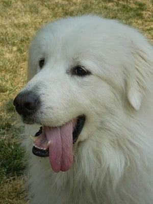 Dog Walk Client: Great Pyrenees Alibi