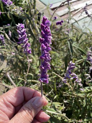 Some kind of lavender