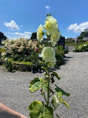 White Flower Farm