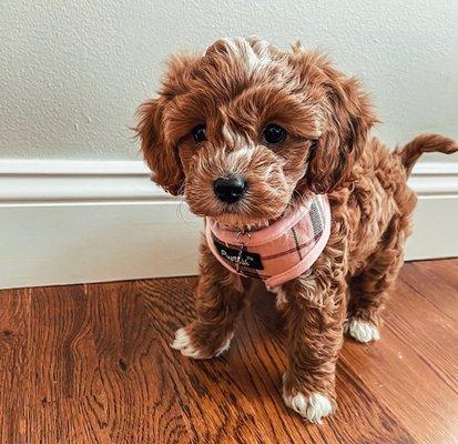 This is the Cavapoo I am looking for. Breeder named him Ruby