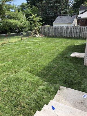 New sod in our backyard