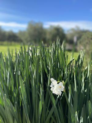 Flowers blooming in the garden at Heidrun Meadery