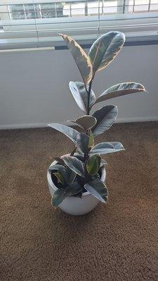 Ficus plant. Plant 19.99, pot 15. Not bad. Right?