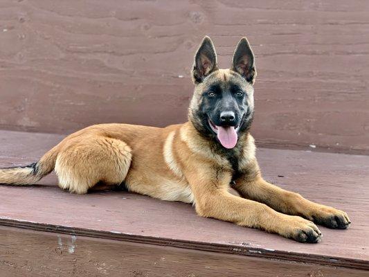 Young Protection Dogs for sale. Starting at $8,500 US