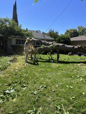 Greenwood Tree Service