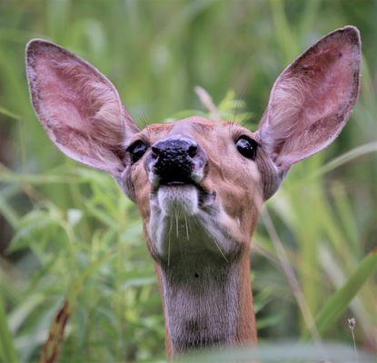 Concerned doe letting me know, "that's close enough."