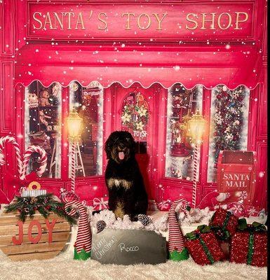 Paw Lofts Special Holiday photo for our pup!