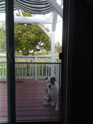 Add-on a pet guard grill for all size sliding screen doors.