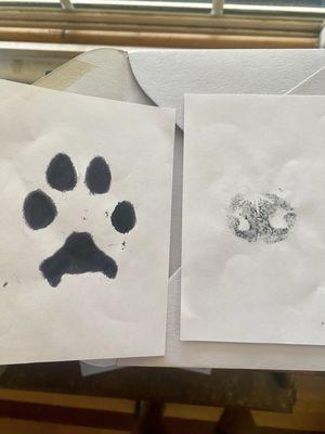 Ink paw print and nose print.