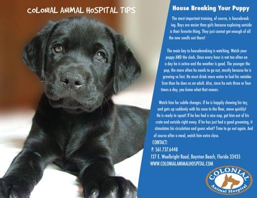 Housebreaking your Puppy from Colonial Animal Hospital