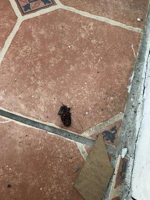 A cock roach on kitchen floor