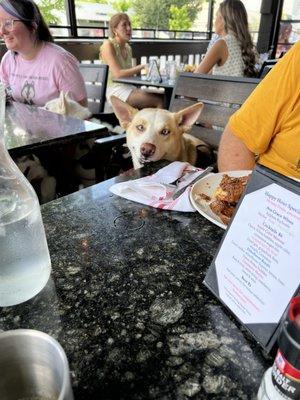 Patio to the right and the pup eyeing those chicken and waffles