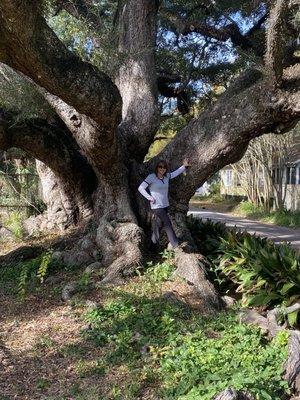 Duffie Oak Tree