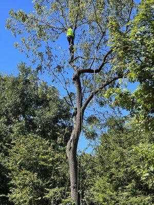 Ali's Tree Services