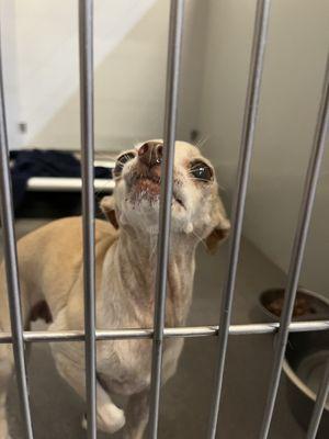 A beautiful little Chihuahua that would be perfect for us. They refuse to allow me to adopt her because the shelter is going to take her.