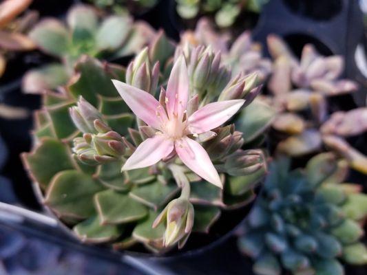 Home Depot Sunnyvale - flowering succulent