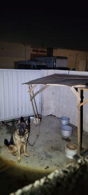 This is the horrible conditions that this poor German Shepherd was kept in. I called Seaaca but they didn't rescue him.