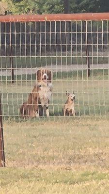 Same two dogs the Aussie & the Chi from helping woman in DV; thrilled her beloved babies get adopted as a pair