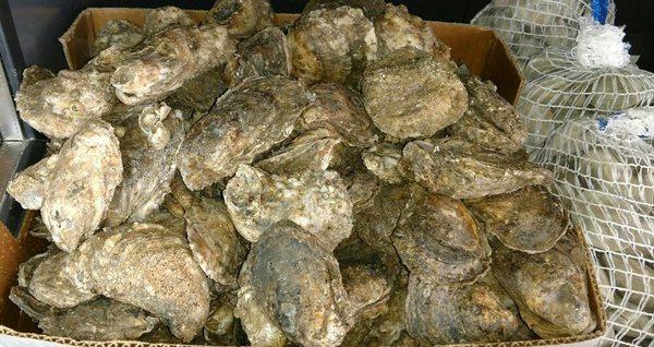 Maryland oysters $0.75 each