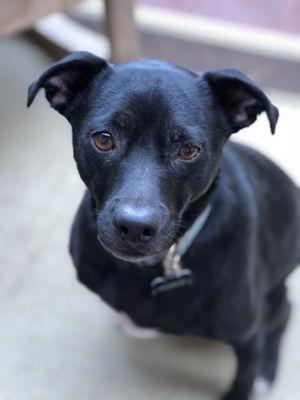 Charlie lives East Ventura Animal Hospital!