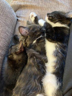 Black and white and grey tiger striped 9 week old kittens looking for their furever homes. 317-690-8468