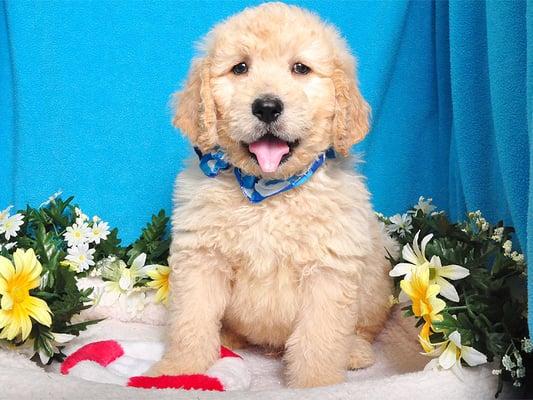 Handsome Golden Retriever puppy.