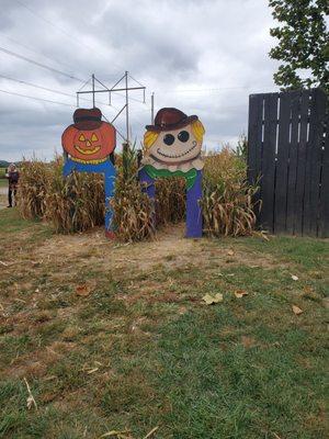 Corn maze