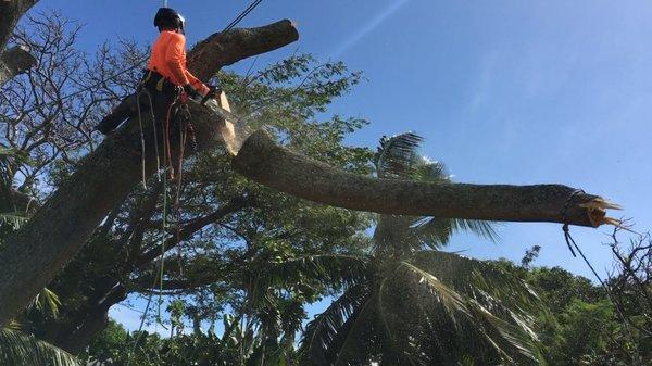 Eric removing a Monkey Pod tree on Kauai