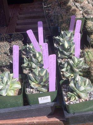 Special variegated agave! $15