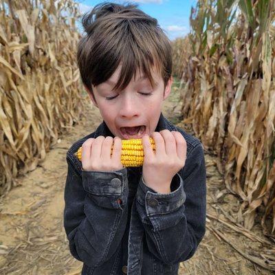 In the corn maze