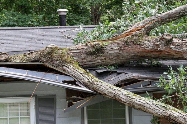 This tree may have hurt someone's house. It went on to heat several homes leaving a happy ending