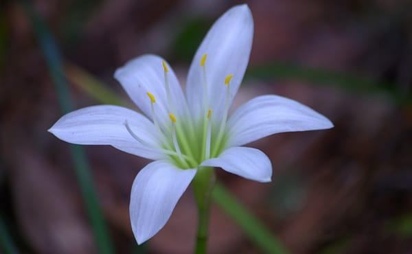 White Rain Lily