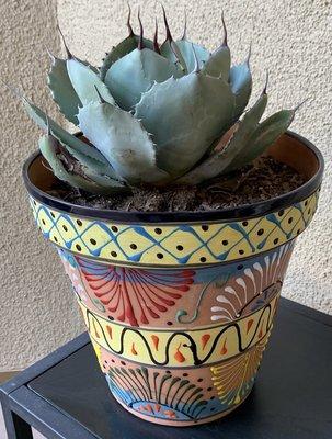 Agave plant and planter