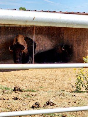 Real Buffalo