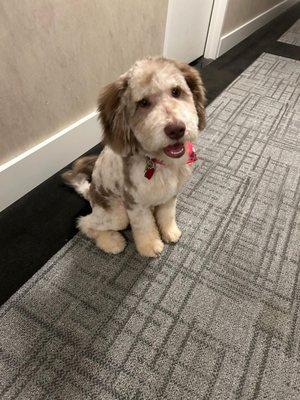 Our beautiful Teddy after his groom session.