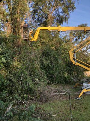 Getting a big tree taken down after a limb broke and fell close to the house. Gotta relieve my wife's anxiety every time the wind blows.