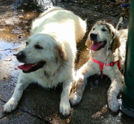 A couple of my dogs muddy buddies.