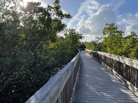 Trail through the mangrove forests.