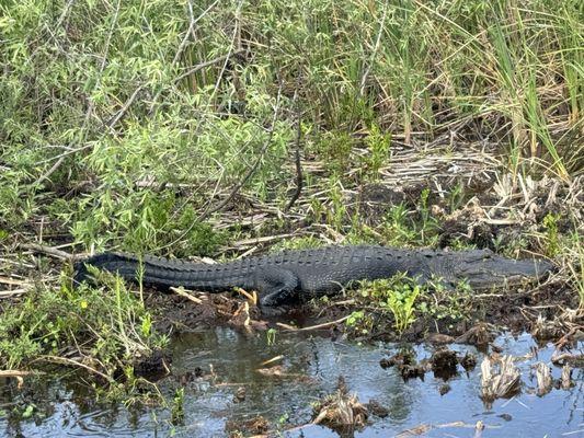 Airboat Rides Fort Lauderdale