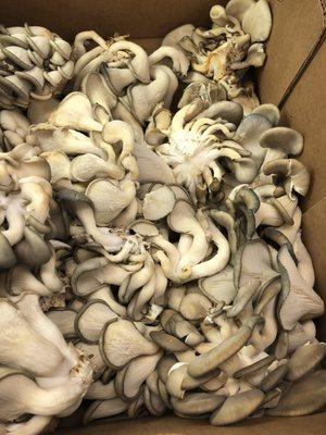 Oyster mushrooms from one of the produce vendors