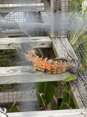 Mexican spine Iguana