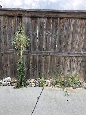 VERY tall weeds in pool area.