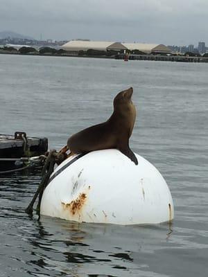 This sea lion was posing for her close-up!