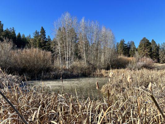 Camp Polk Meadow Preserve - interpretive trail