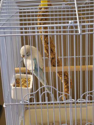 Baby parakeet says goodnight! It's bed time.