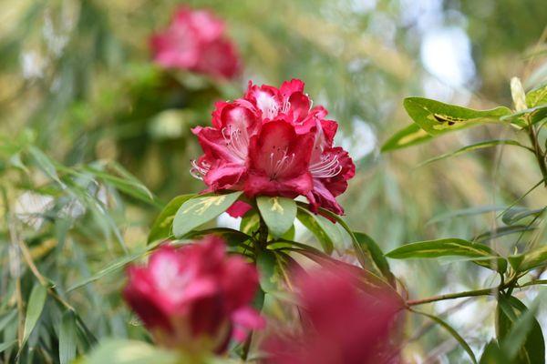 Gorgeous blooms in the Spring