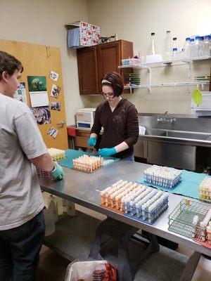 Lab Assistant Rachel preparing milk samples for quality testing