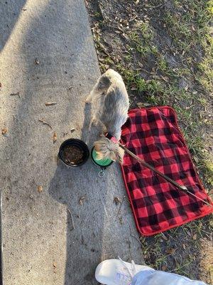 Thanksgiving at the dog park